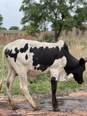 Healthy Cows