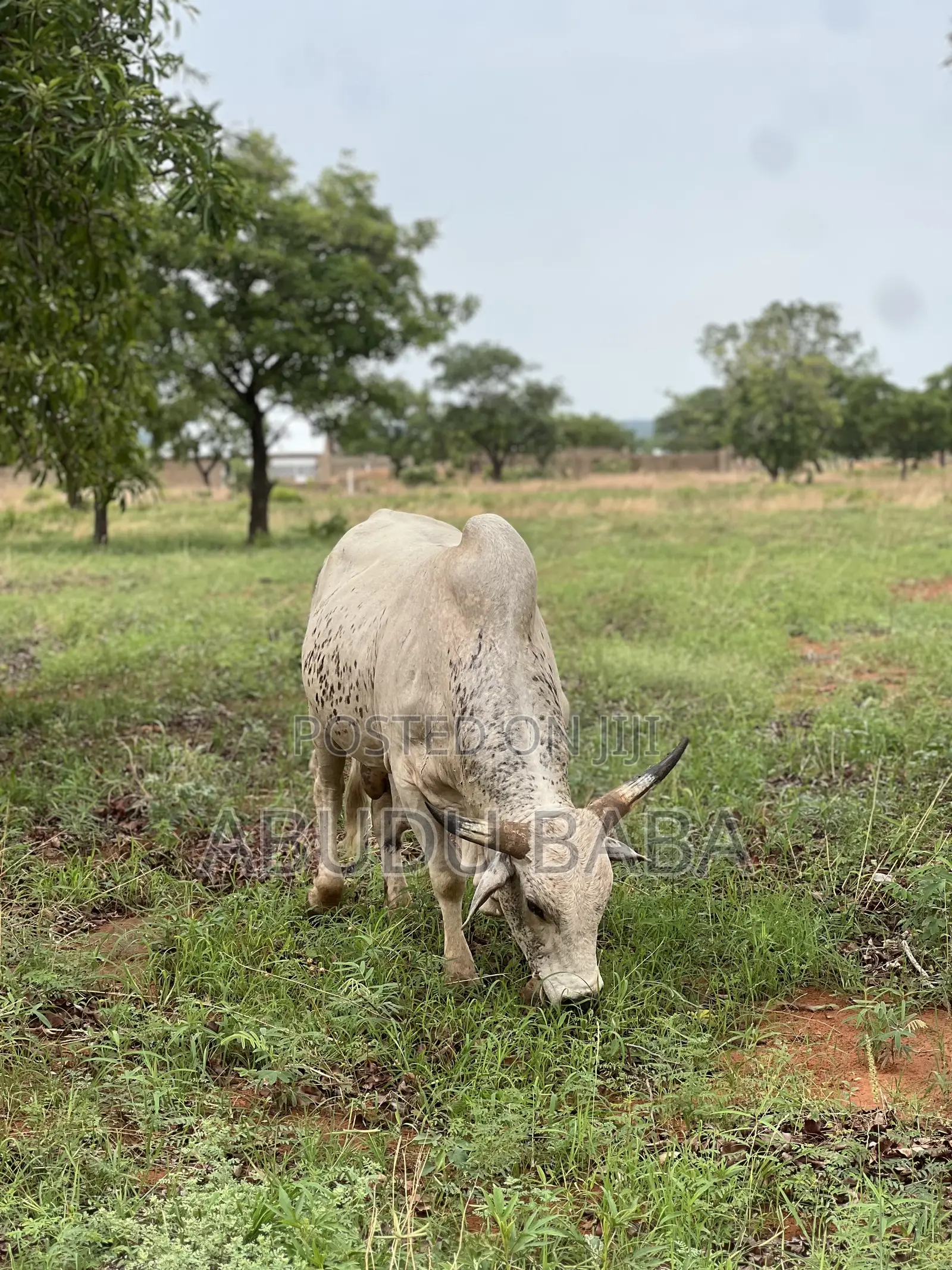 Healthy Cows