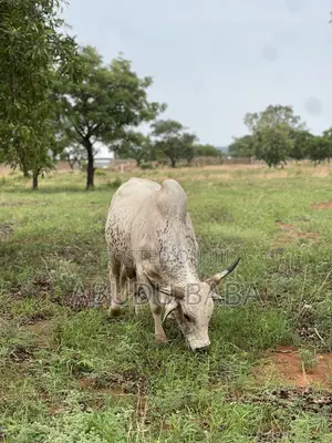 Healthy Cows