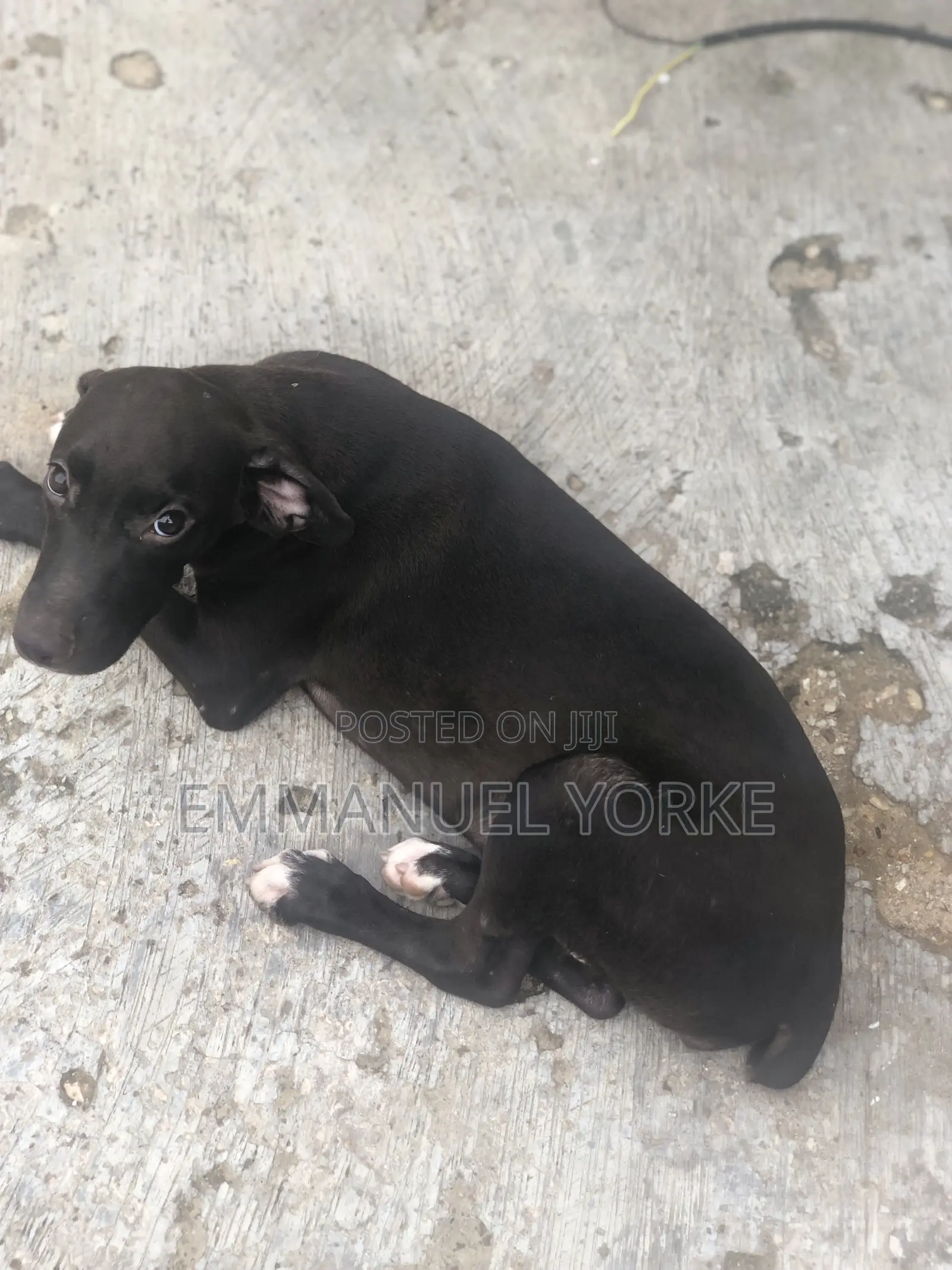 3-6 months Female Mixed Breed Boerboel