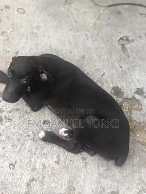 3-6 months Female Mixed Breed Boerboel