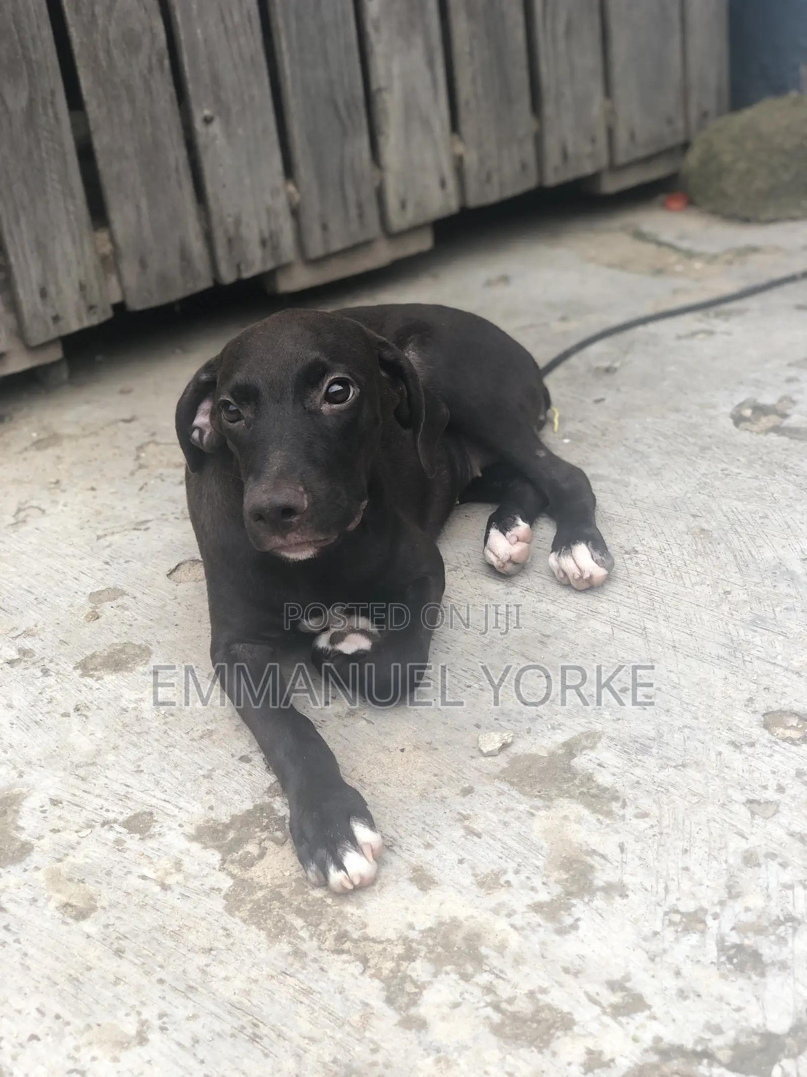 3-6 months Female Mixed Breed Boerboel