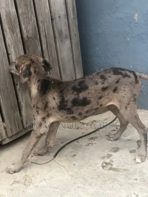 3-6 months Female Mixed Breed Boerboel