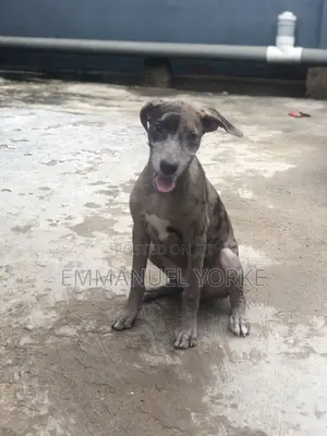 3-6 months Female Mixed Breed Boerboel