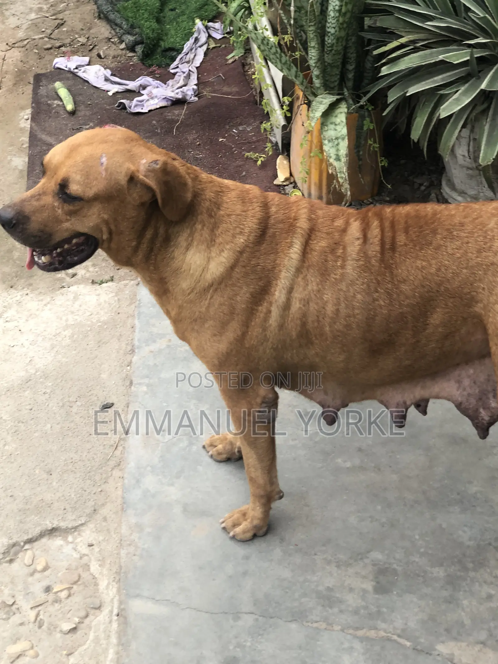 3-6 months Female Mixed Breed Boerboel
