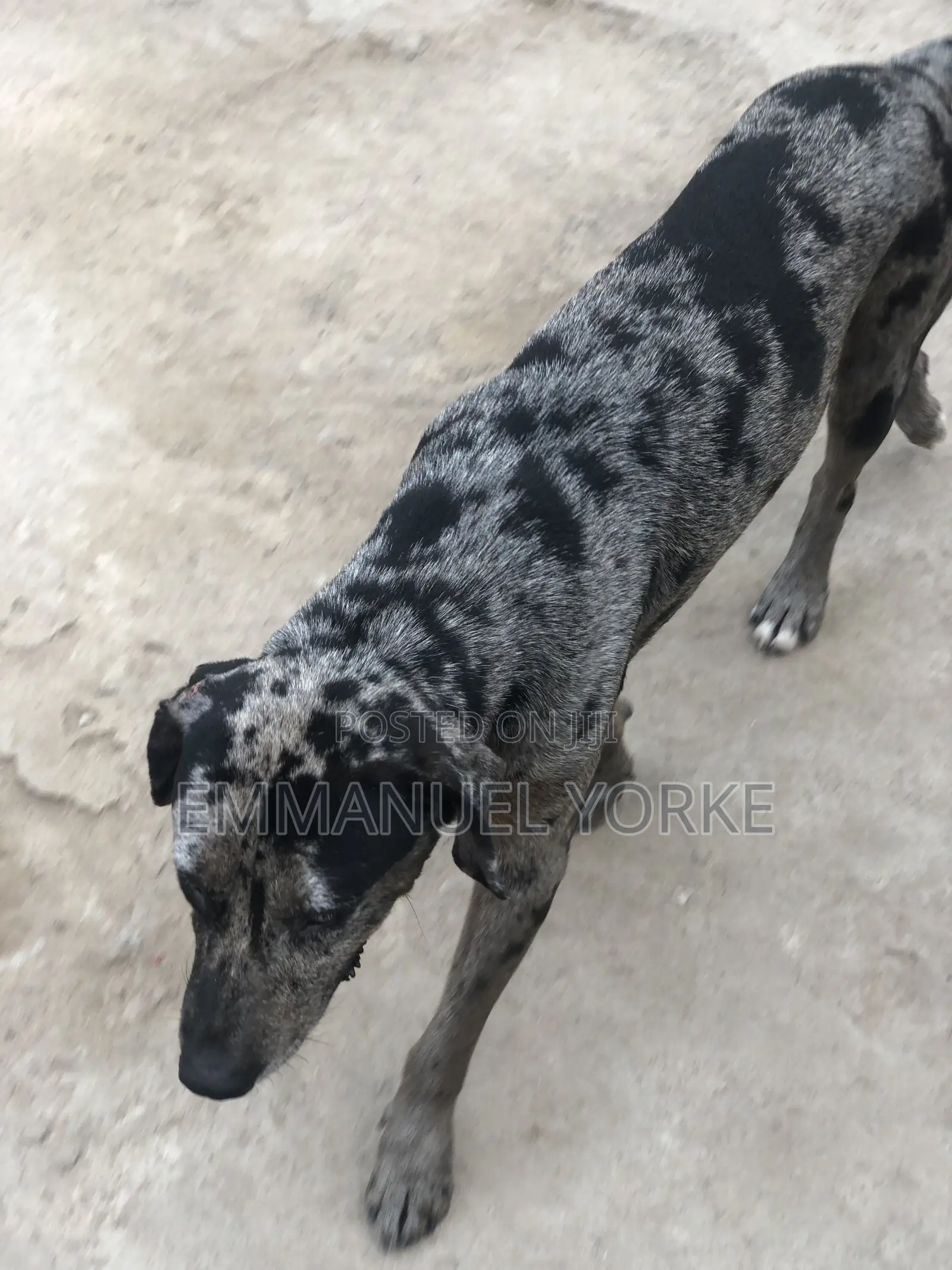 3-6 months Female Mixed Breed Boerboel