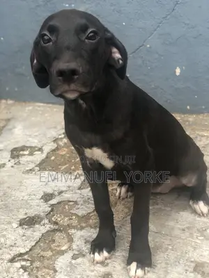 3-6 months Female Mixed Breed Boerboel