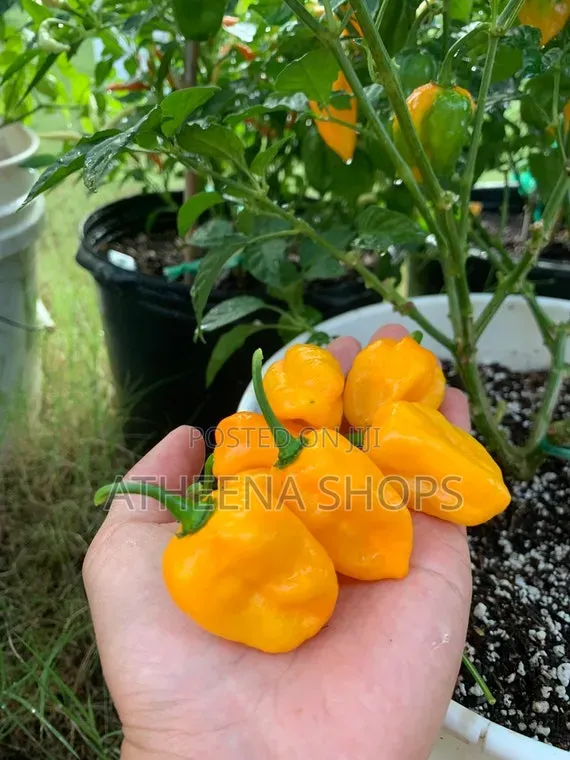 Yellow Habanero Pepper Seeds ( Very Spicý)