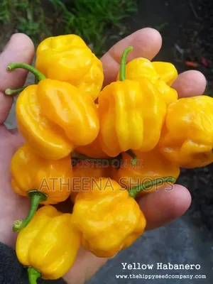 Yellow Habanero Pepper Seeds ( Very Spicý)