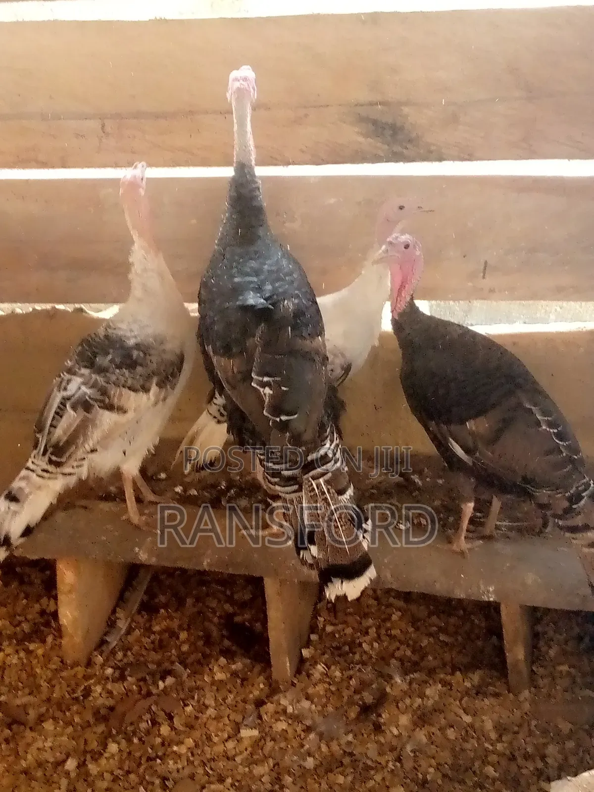 Chief Ransford's Turkey Farm