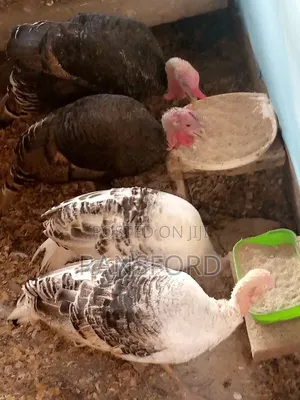 Chief Ransford's Turkey Farm