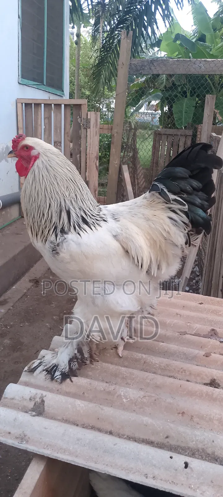 Brahma 4 Sale
