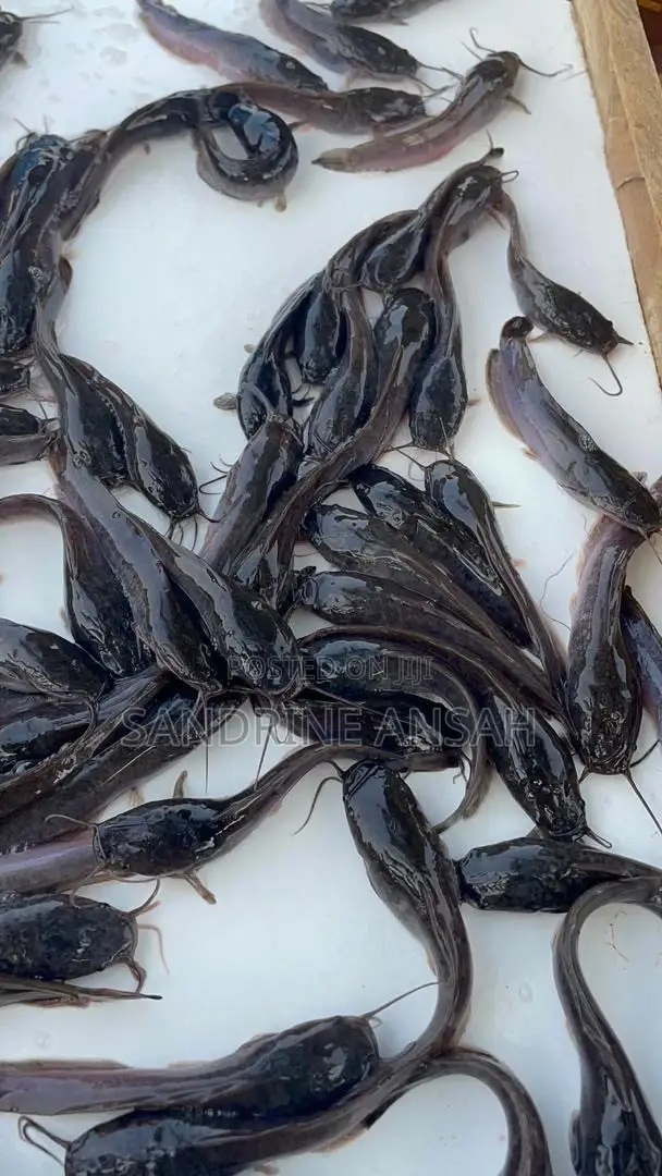 Juvenile Jumbo Size Catfish Available