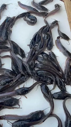 Juvenile Jumbo Size Catfish Available