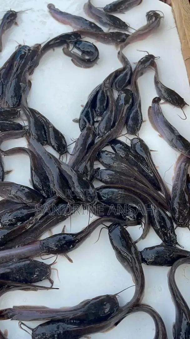 Juvenile Jumbo Size Catfish Available