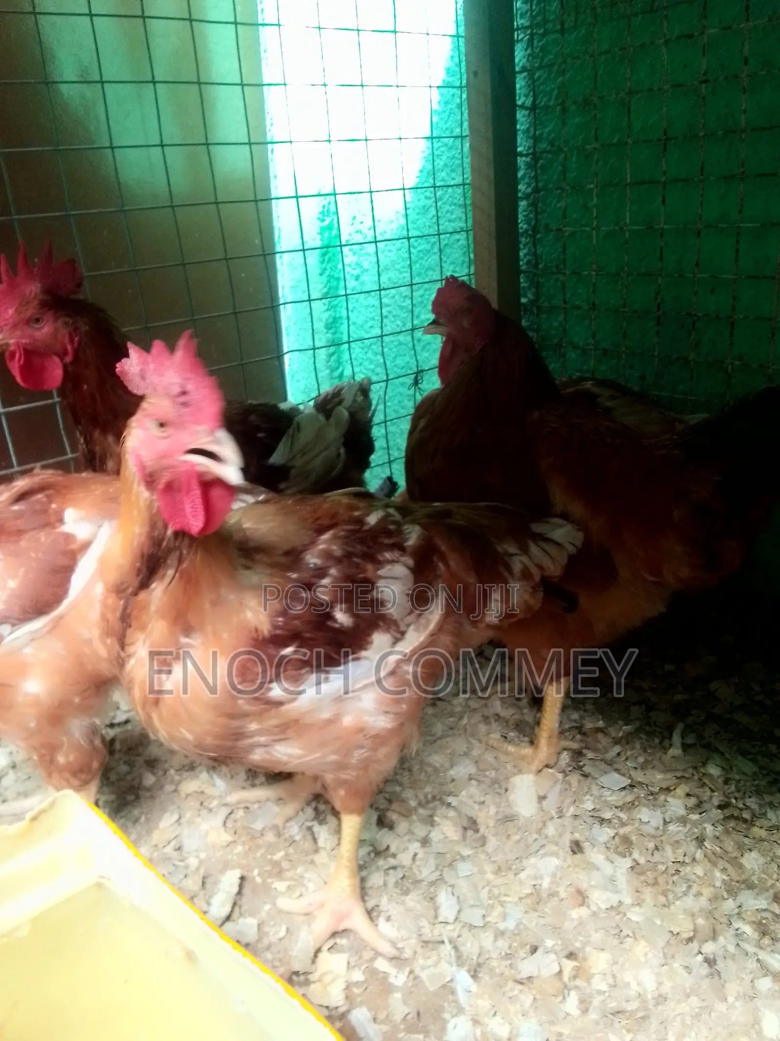 White Leghorn Roosters and Sasso Health Chicks for Sale