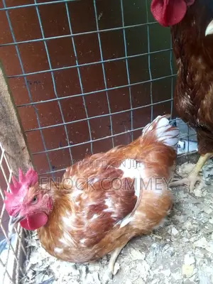 White Leghorn Roosters and Sasso Health Chicks for Sale