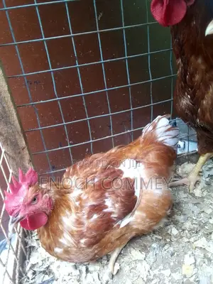 White Leghorn Roosters and Sasso Health Chicks for Sale