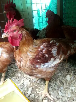 White Leghorn Roosters and Sasso Health Chicks for Sale