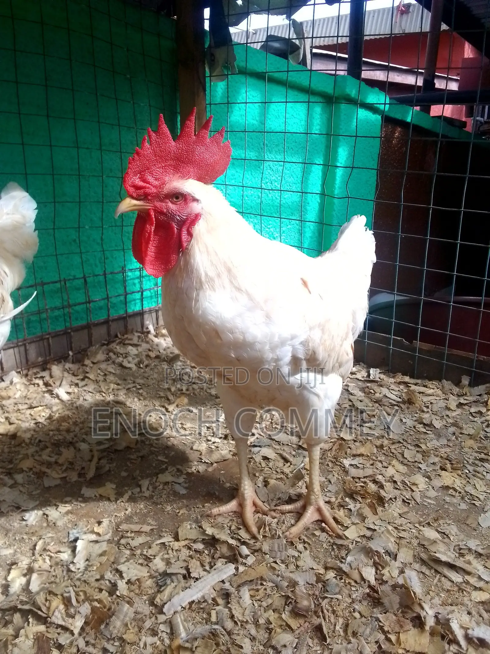 White Leghorn Roosters and Sasso Health Chicks for Sale