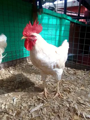 White Leghorn Roosters and Sasso Health Chicks for Sale