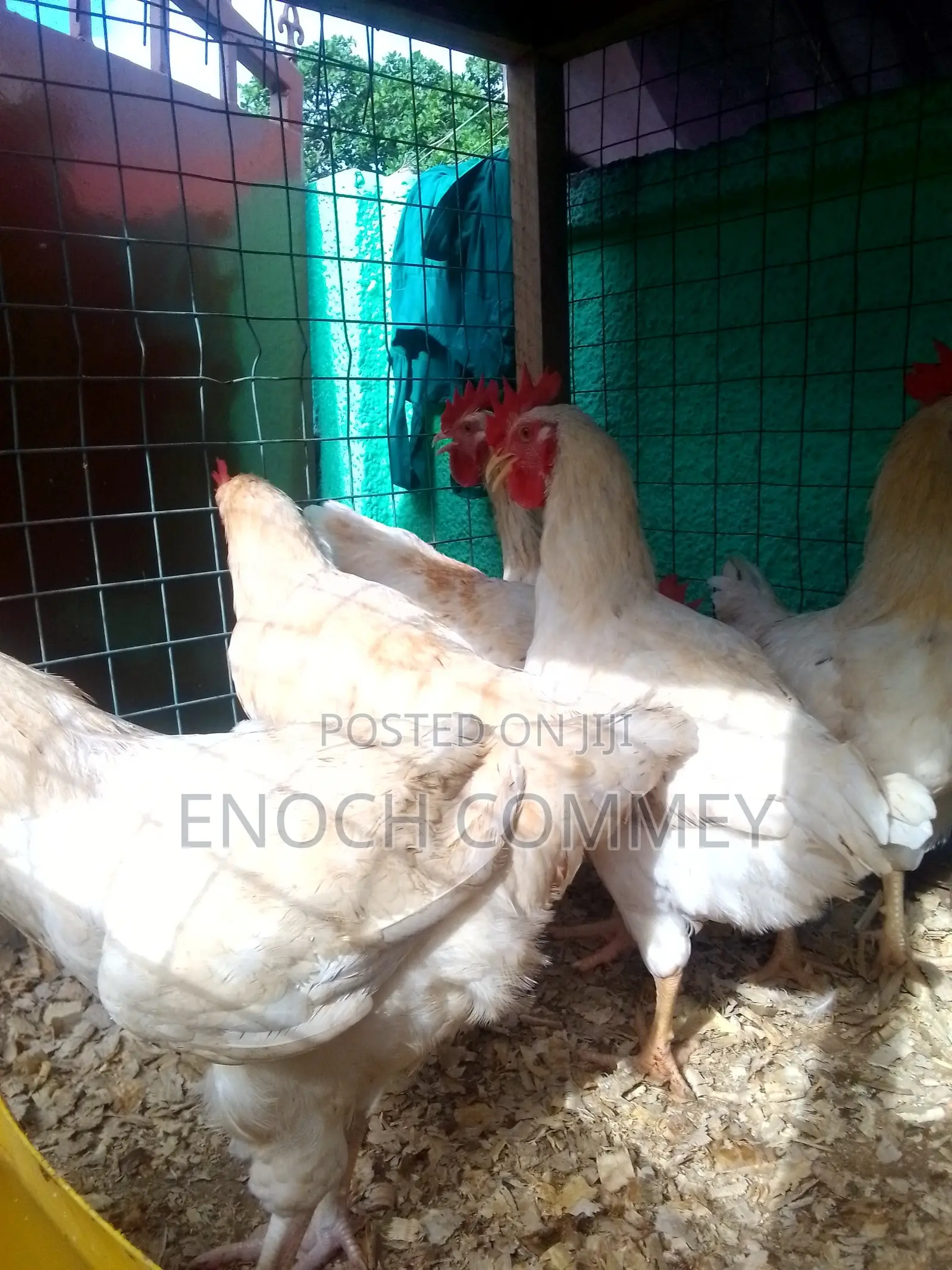White Leghorn Roosters and Sasso Health Chicks for Sale