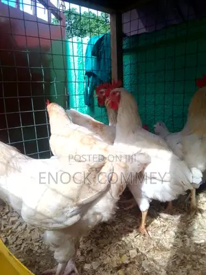 White Leghorn Roosters and Sasso Health Chicks for Sale