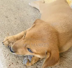 1-3 months Female Mixed Breed Labrador Retriever