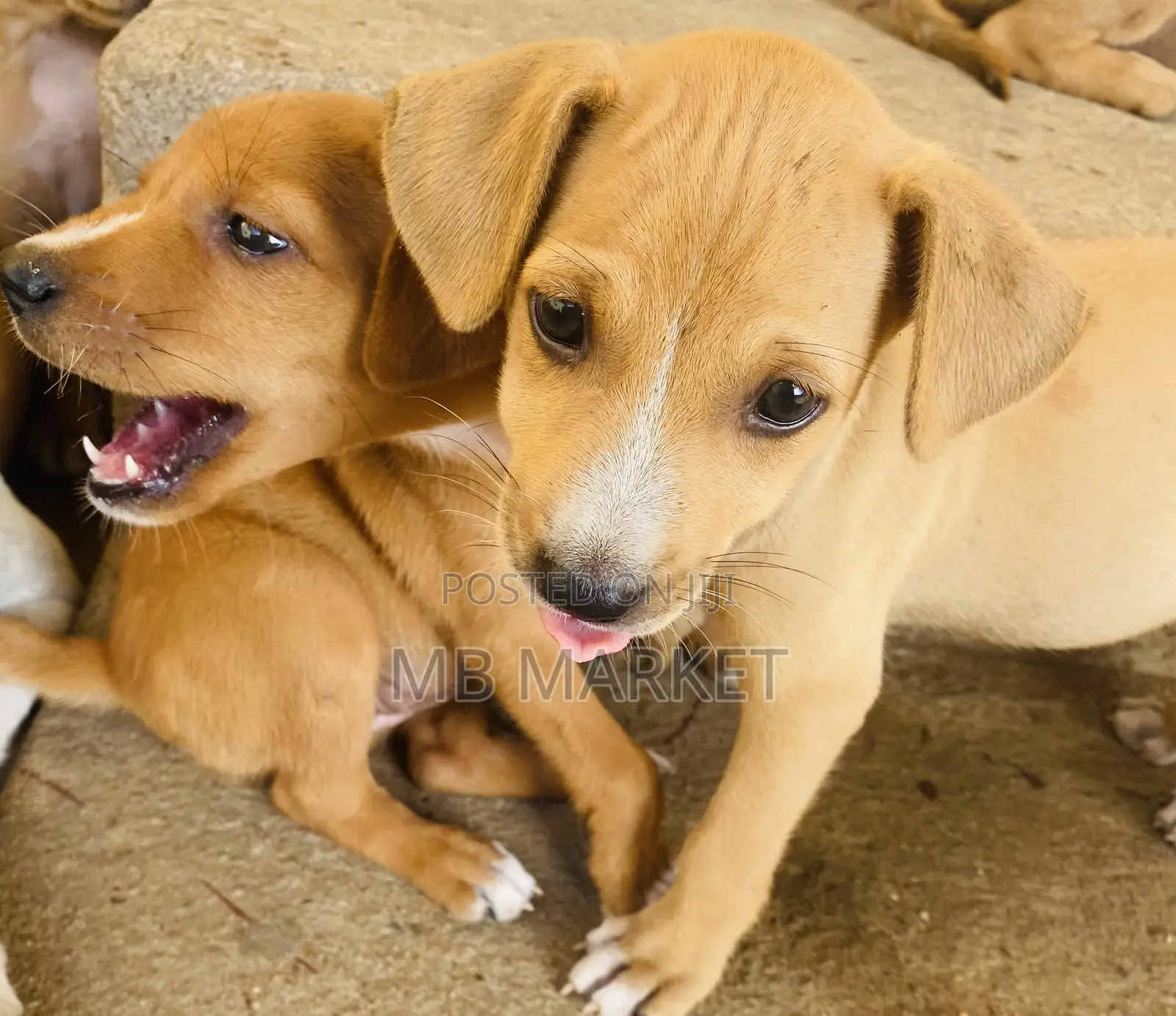 1-3 months Female Mixed Breed Labrador Retriever