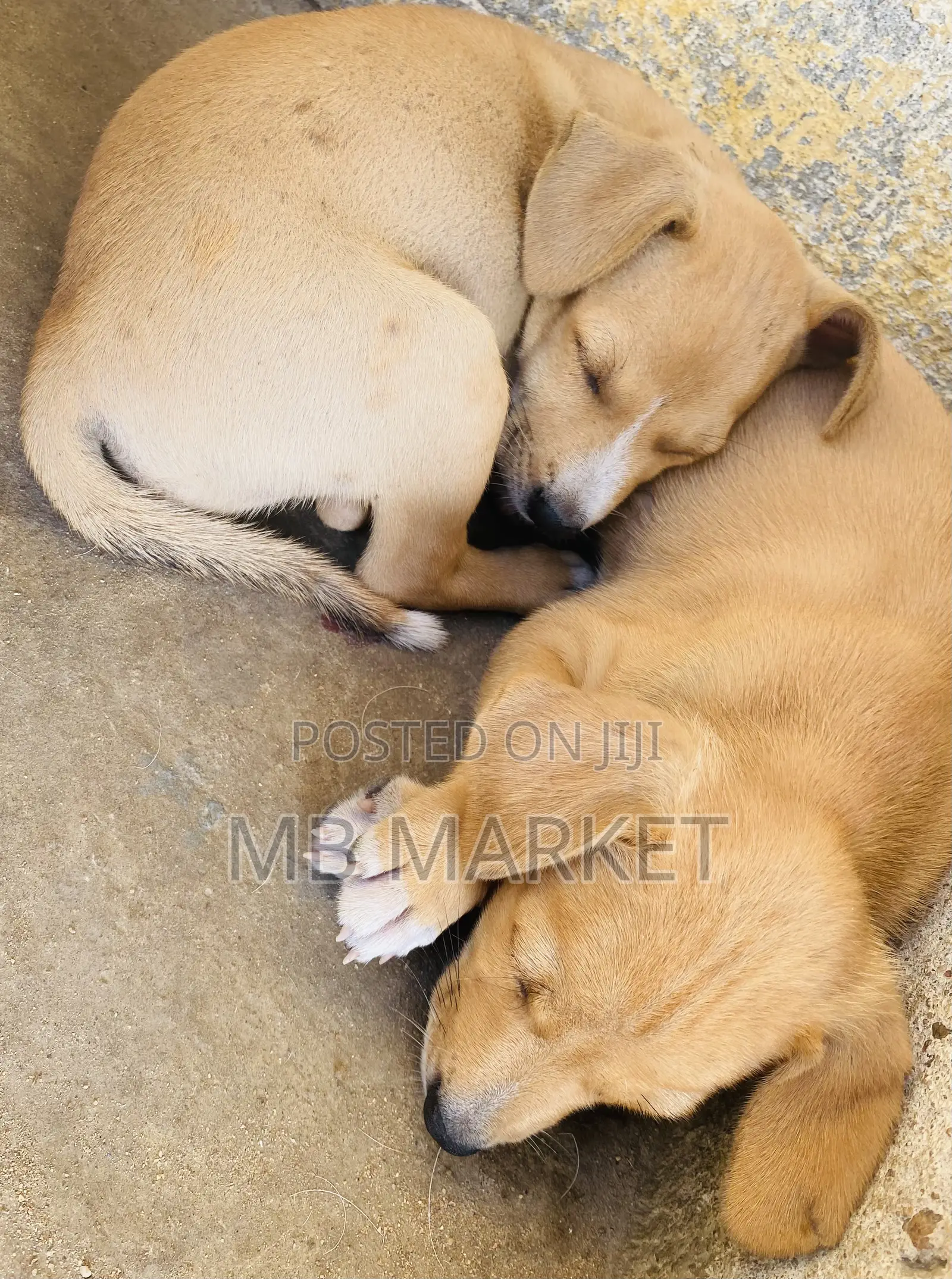 1-3 months Female Mixed Breed Labrador Retriever