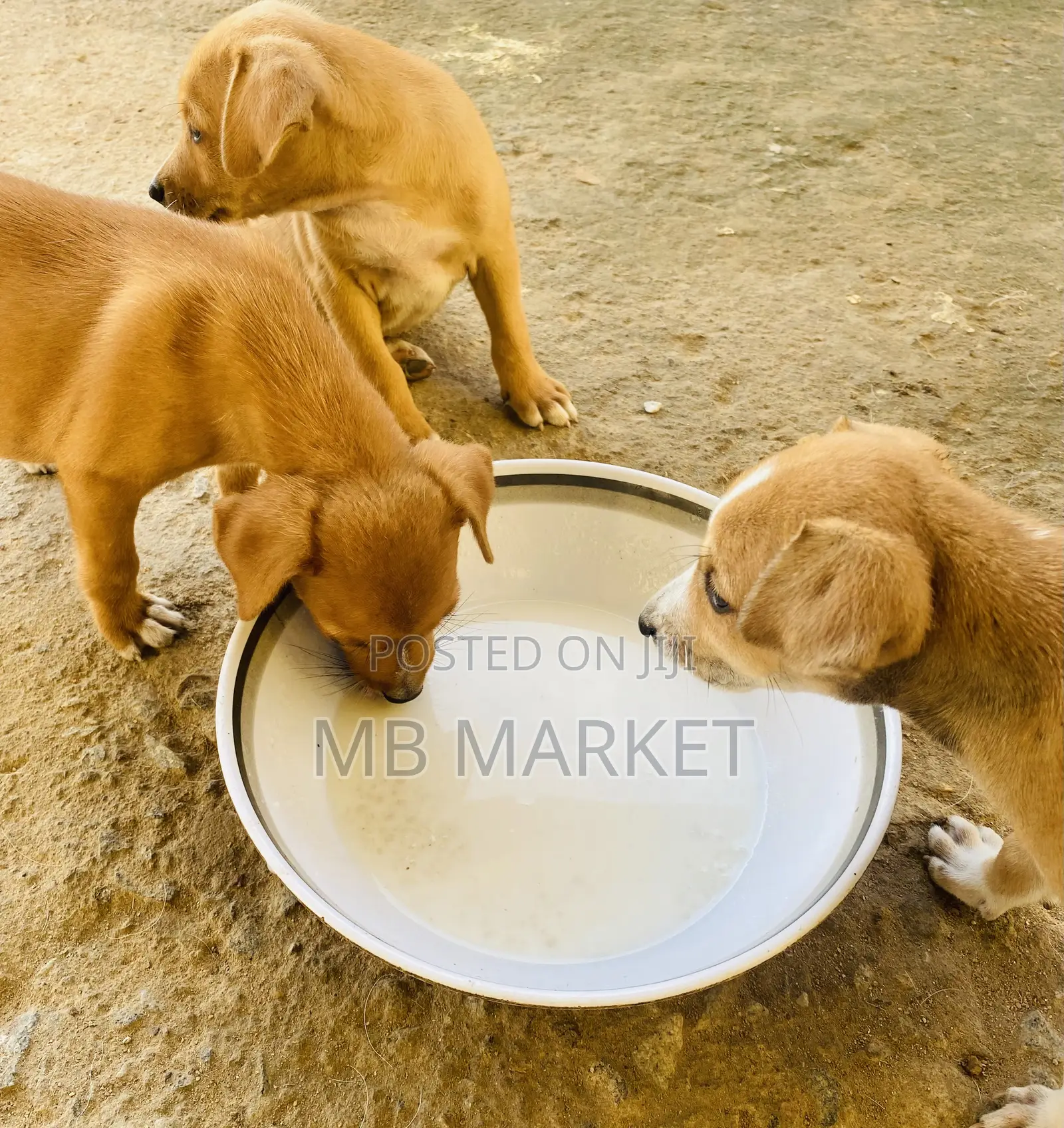 1-3 months Female Mixed Breed Labrador Retriever