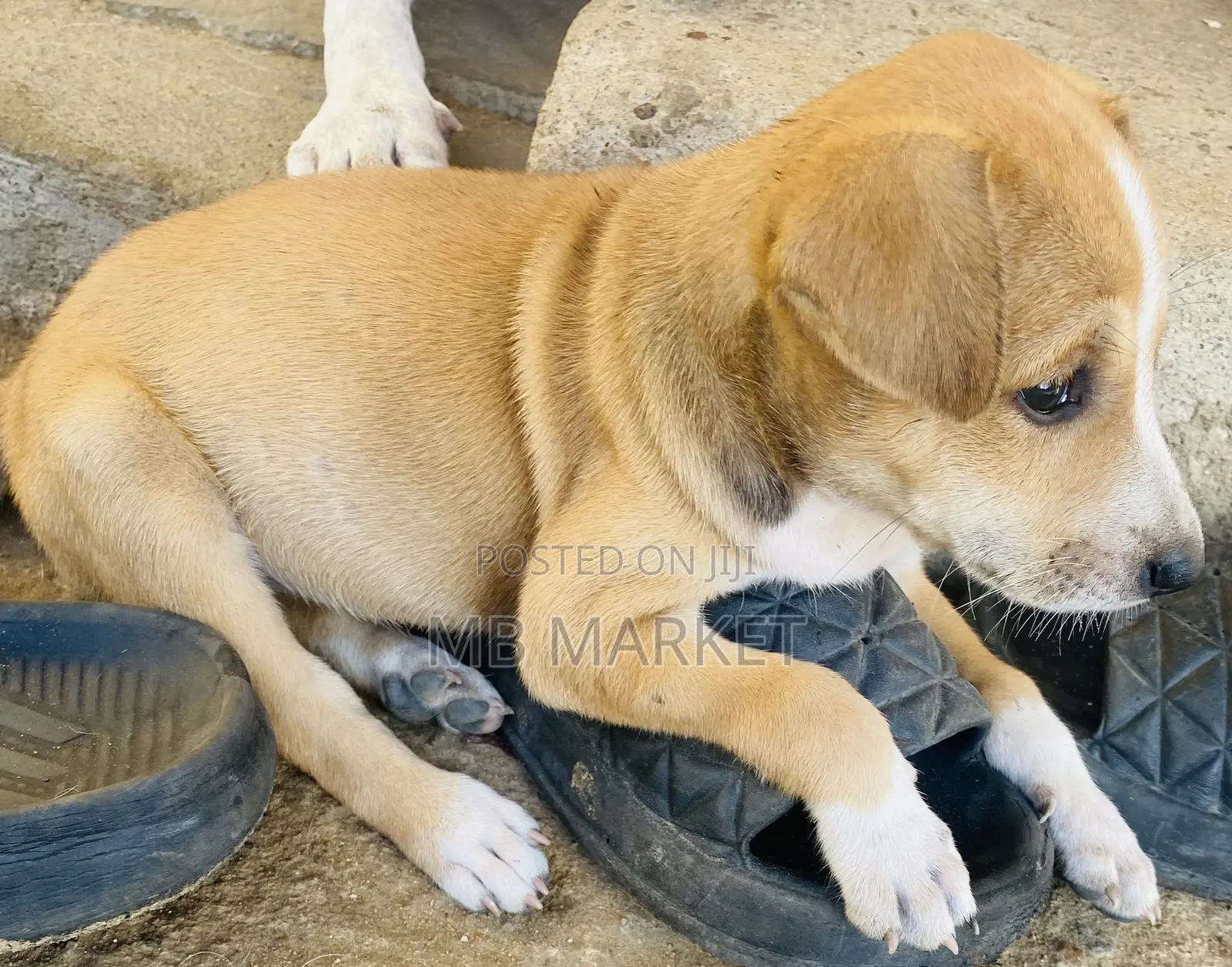 1-3 months Female Mixed Breed Labrador Retriever
