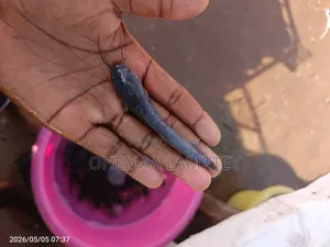 Healthy Catfish Fingerlings to Jumbo Available