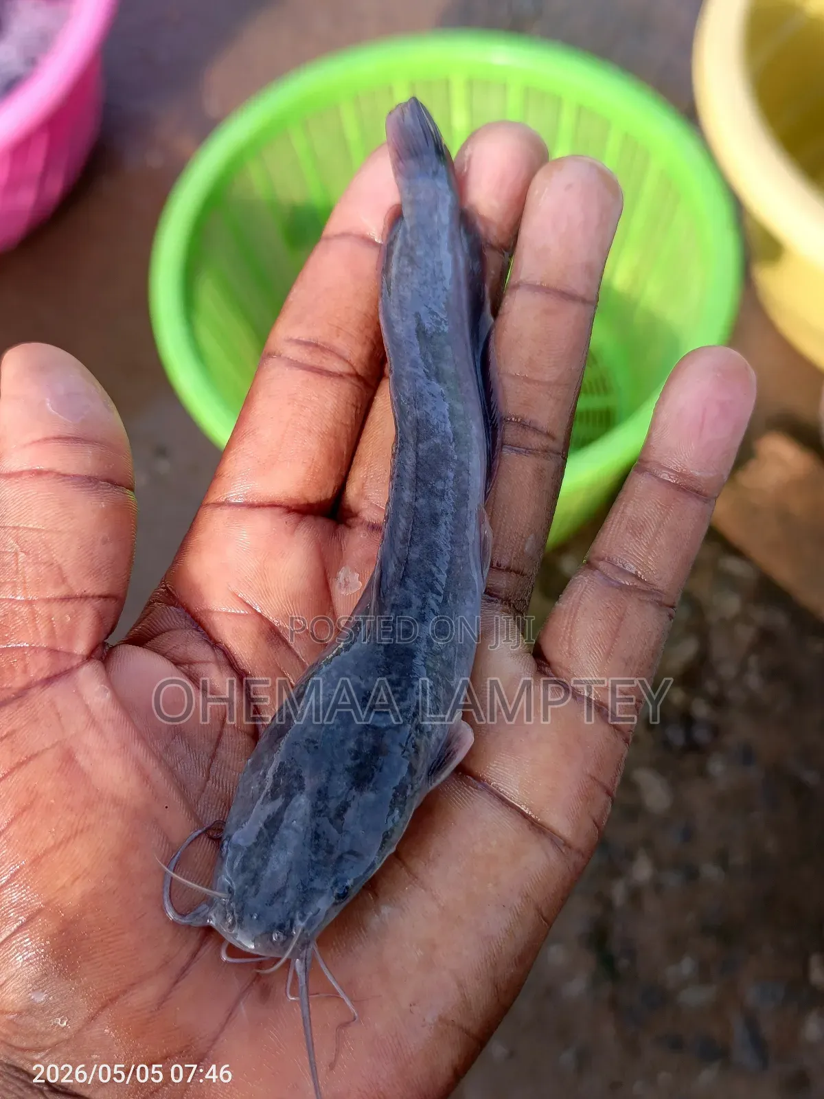 Healthy Catfish Fingerlings to Jumbo Available