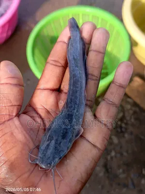 Healthy Catfish Fingerlings to Jumbo Available