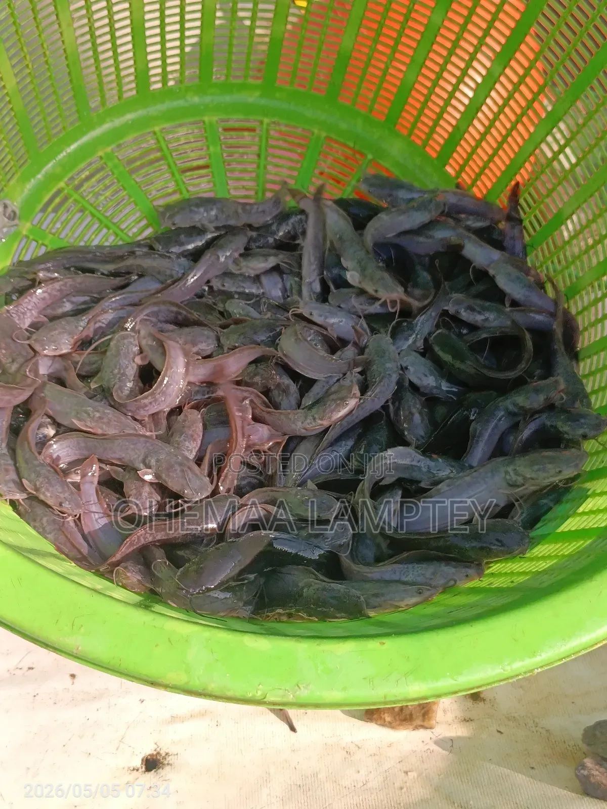 Healthy Catfish Fingerlings to Jumbo Available