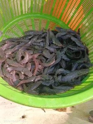 Healthy Catfish Fingerlings to Jumbo Available