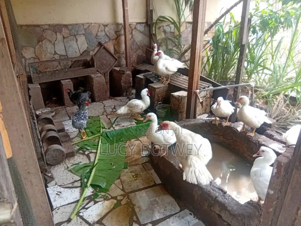 Ducks for Sell