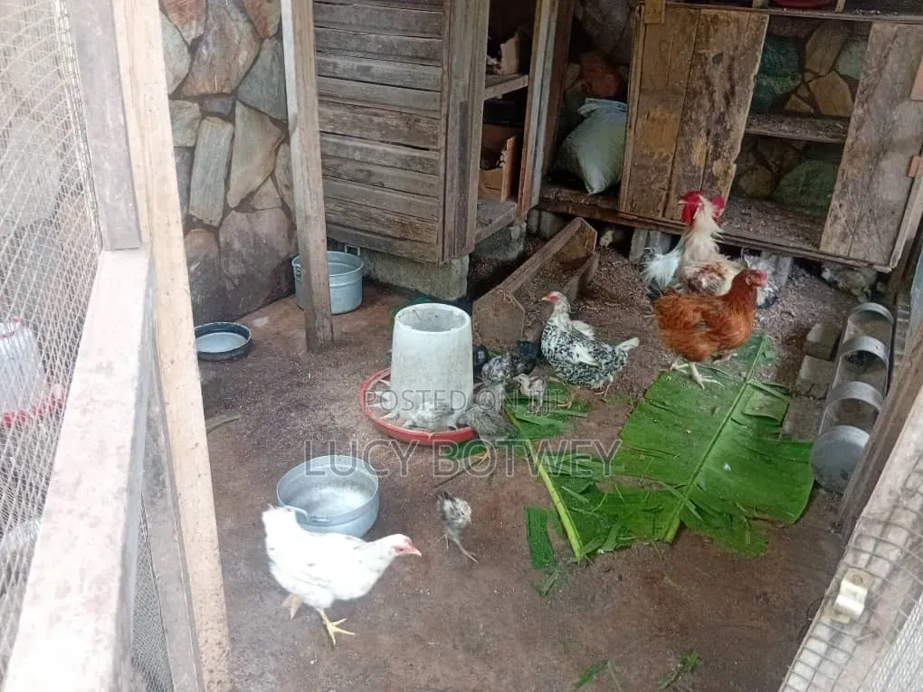 Ducks for Sell