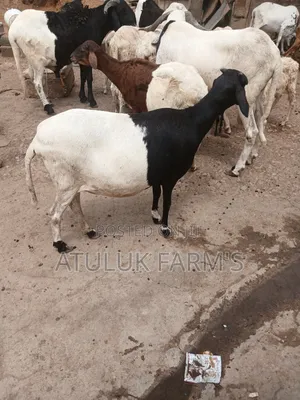 Female Sheep