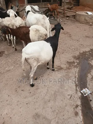 Female Sheep