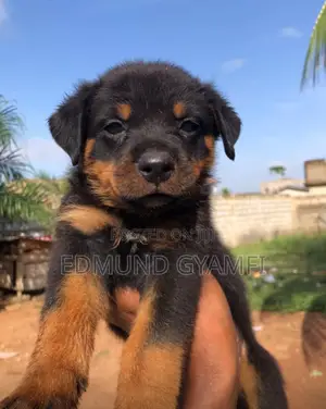 1-3 months Female Purebred Rottweiler