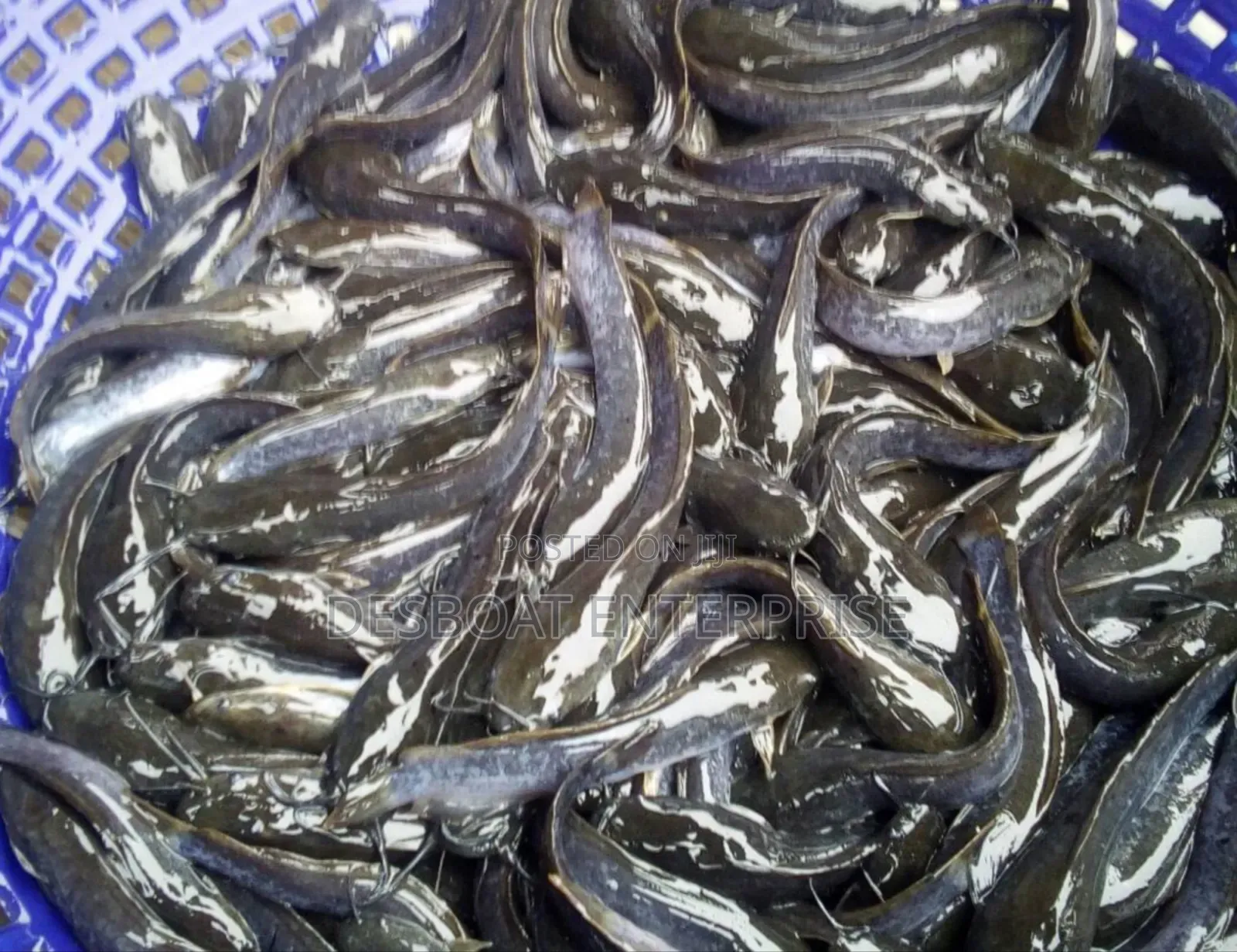 Catfish Juveniles