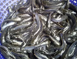 Catfish Juveniles