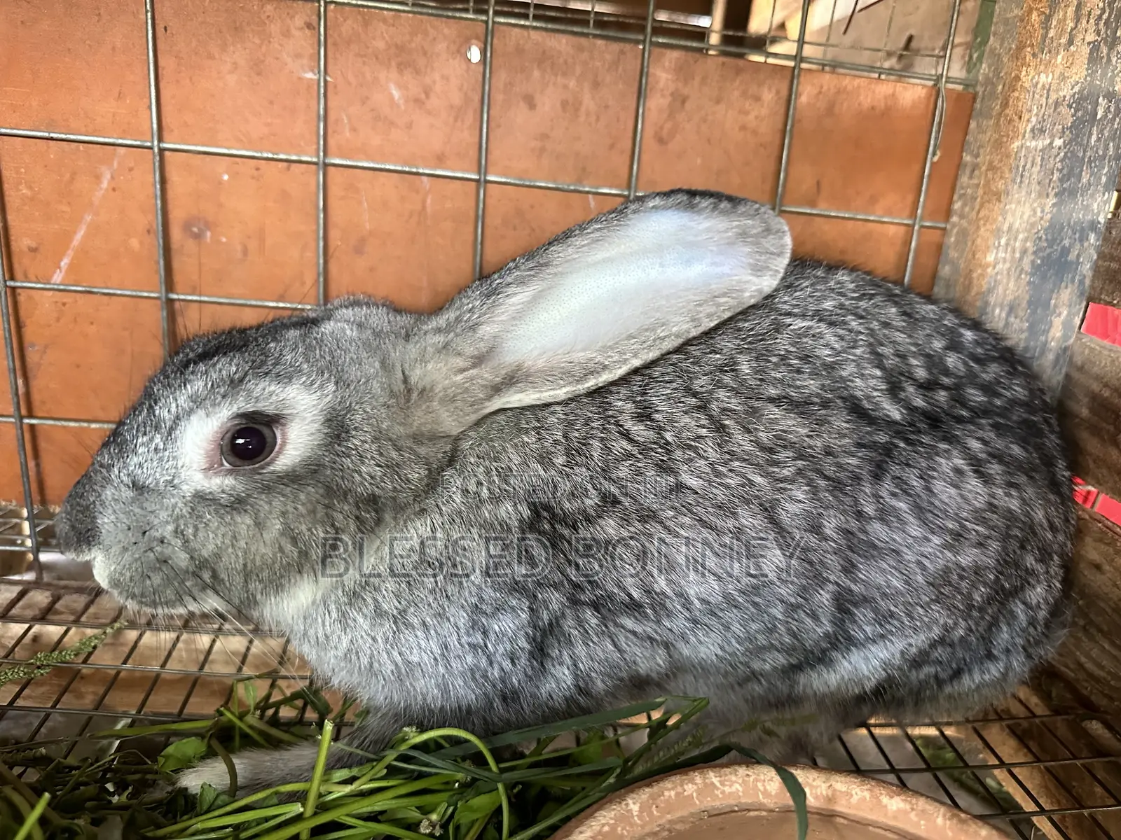 All Rabbit Breeds for Sale