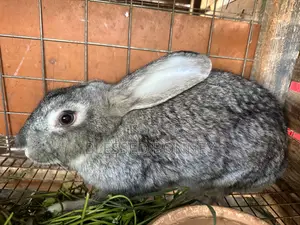 All Rabbit Breeds for Sale