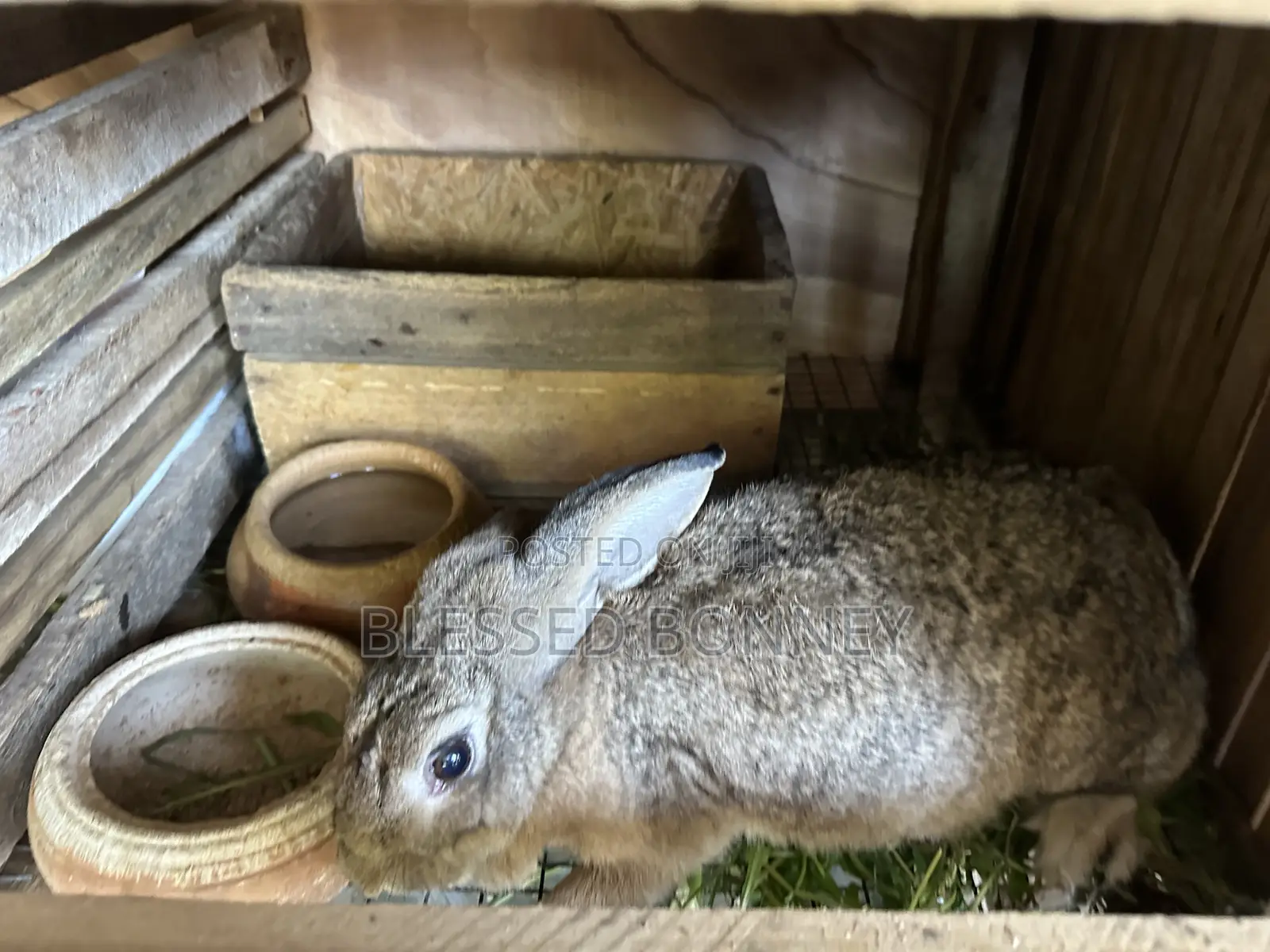 All Rabbit Breeds for Sale