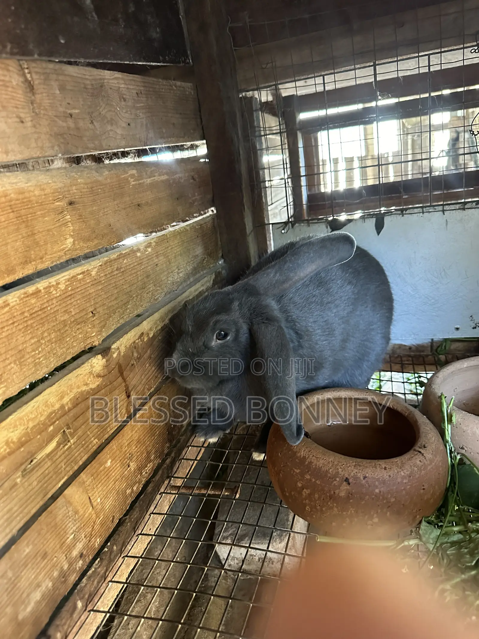 All Rabbit Breeds for Sale