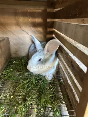 All Rabbit Breeds for Sale
