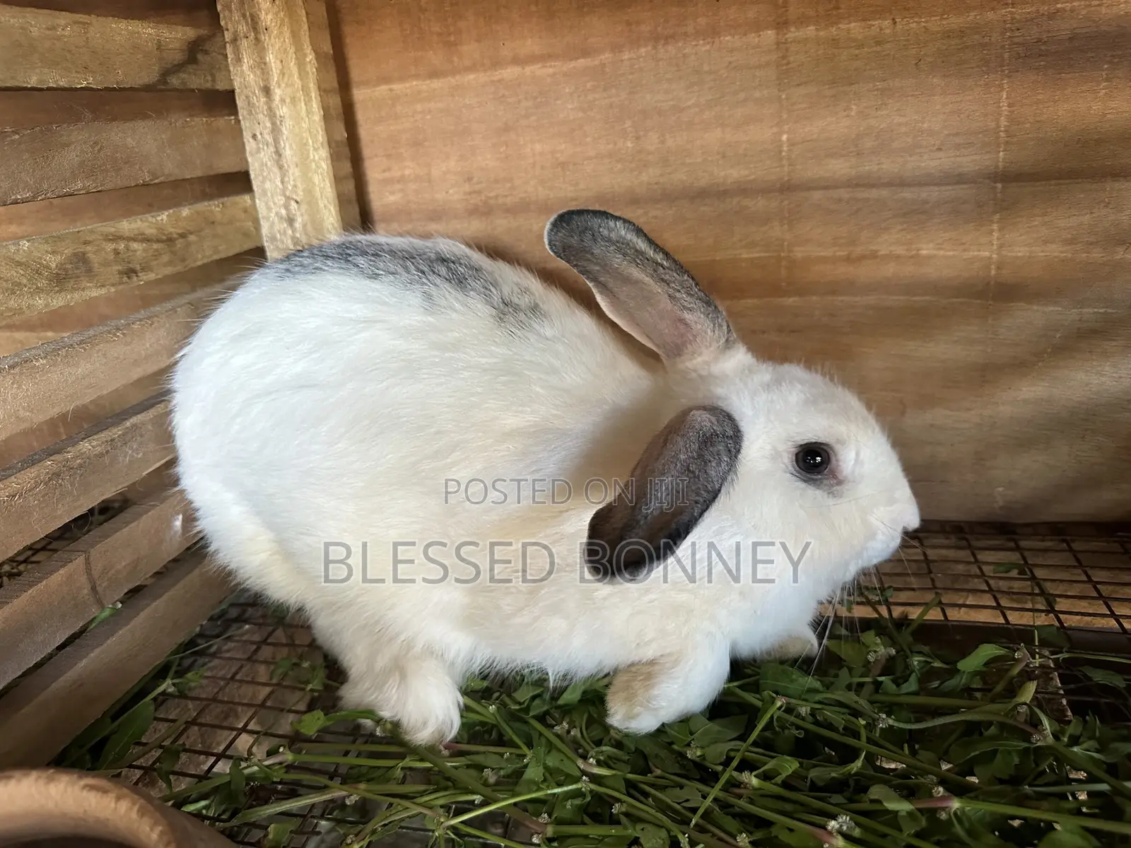 All Rabbit Breeds for Sale